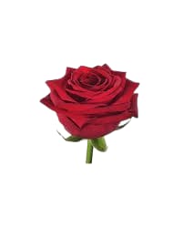 Losse rozen