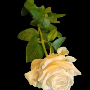 Witte roos