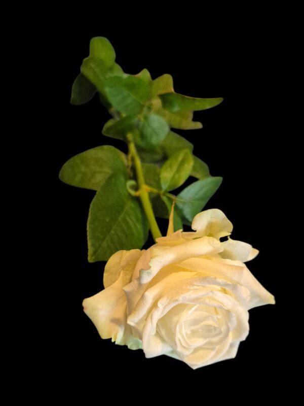 Witte roos